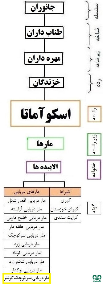 طبقهبندی گونه مار دریایی سر کوچک گونتر از خانواده الاپیده طبقهبندی گونه مار دریایی سر کوچک گونتر